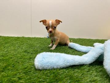 Chihuahua pups - kleine taille beschikbaar voor biedingen