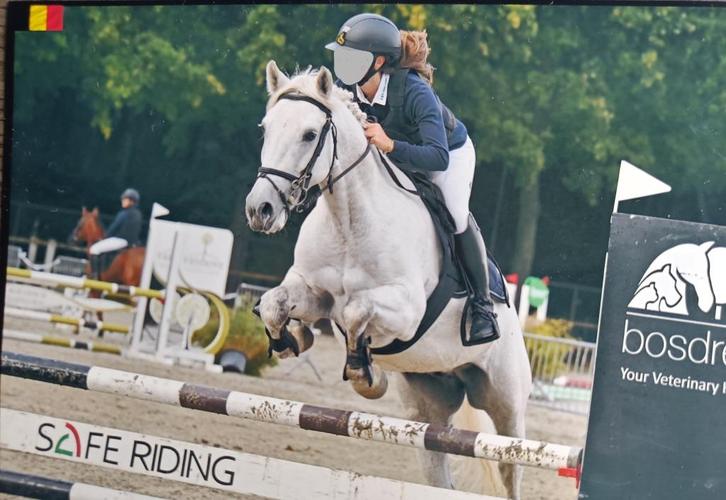 D pony te koop, Dieren en Toebehoren, Pony's, Ruin, D pony (1.37m tot 1.48m), Springpony, 7 tot 10 jaar