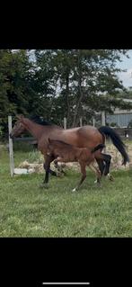 Fokmerrie diamant de semilly x burggraaf, Dieren en Toebehoren, Paarden, Merrie