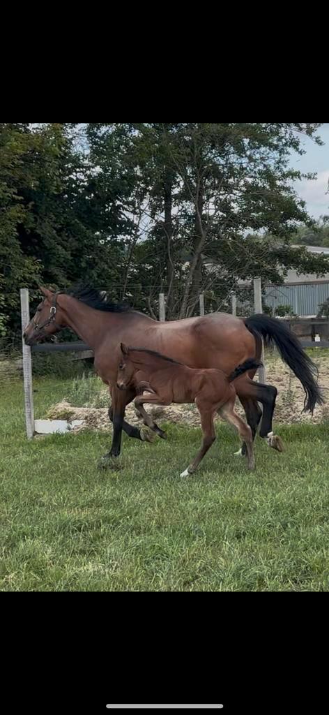 Fokmerrie diamant de semilly x burggraaf, Dieren en Toebehoren, Paarden, Merrie
