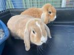 dwergkonijntjes koppeltje broer en zus, Dieren en Toebehoren, Konijnen, Meerdere dieren, Dwerg, Hangoor, 0 tot 2 jaar