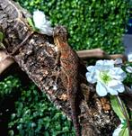 Gargoyle gecko kweekman, Animaux & Accessoires, Insectes & Araignées