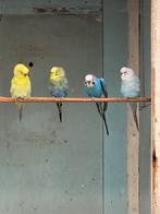 Grasparkietjes te koop, Dieren en Toebehoren, Vogels | Parkieten en Papegaaien, Meerdere dieren, Parkiet