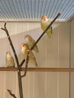 Roseicollie, aqua marbled, Dieren en Toebehoren, Vogels | Parkieten en Papegaaien