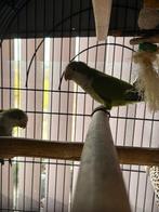 Monniksparkieten, Dieren en Toebehoren, Parkiet, Geringd