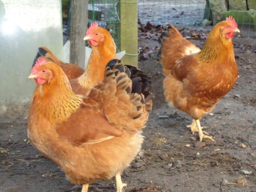 broedeieren new hampshire, Dieren en Toebehoren, Pluimvee, Kip, Geslacht onbekend
