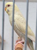 Perruche bfbw, Femelle