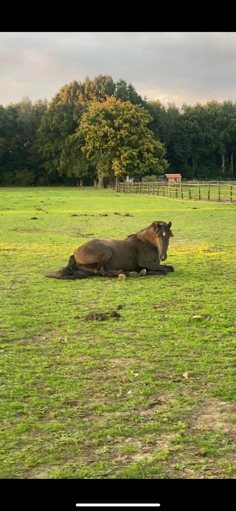 7 jarige merrie, Dieren en Toebehoren, Paarden, Merrie, Minder dan 160 cm, 7 tot 10 jaar, Recreatiepaard