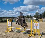 Mooie D-Pony Merrie, Dieren en Toebehoren, Merrie