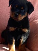 Rottweiler pups op reservatie, Dieren en Toebehoren, Honden | Bulldogs, Pinschers en Molossers, België, CDV (hondenziekte), 8 tot 15 weken