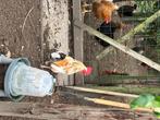 Kip, Dieren en Toebehoren, Pluimvee, Meerdere dieren, Kip