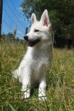 Chiot berger blanc suisse, Animaux & Accessoires, Chiens | Bergers & Bouviers, Plusieurs, Parvovirose, Belgique, Berger