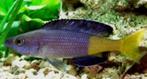 Cyprichromis Leptomosa Speckleback Moba, Dieren en Toebehoren, Vis, Zoetwatervis, Schoolvis