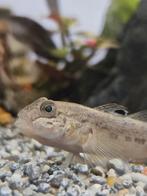 Pontische stroomgrondel - Neogobius fluviatilis, Dieren en Toebehoren, Vis, Zoetwatervis