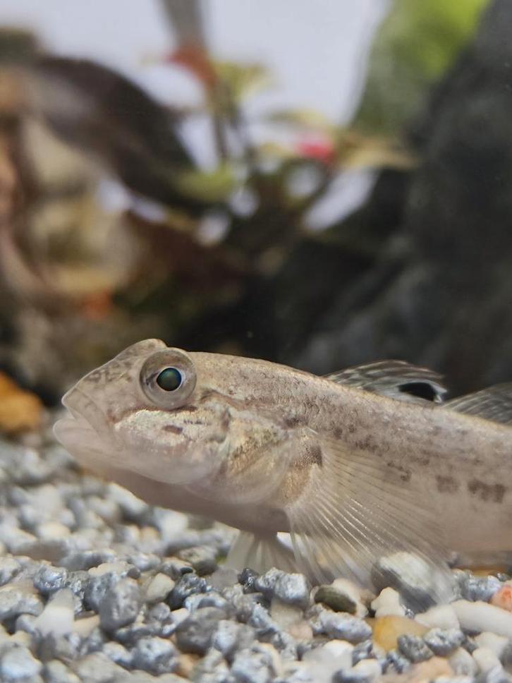 Pontische stroomgrondel - Neogobius fluviatilis, Dieren en Toebehoren, Vissen | Aquariumvissen, Zoetwatervis, Vis
