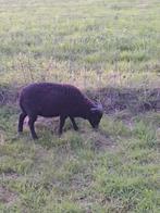 Ouessant bok, Mannelijk, Schaap, 0 tot 2 jaar