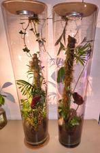 Set van twee grote plantenterraria, Huis en Inrichting, Kamerplanten, Ophalen, Overige soorten
