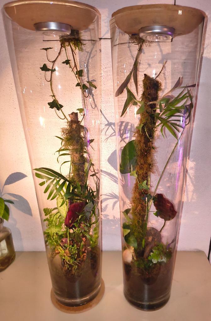 Set van twee grote plantenterraria, Huis en Inrichting, Kamerplanten, Overige soorten, Ophalen