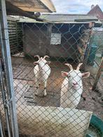 Twee sanen geiten, Animaux & Accessoires, Moutons, Chèvres & Cochons, Femelle, Chèvre, 0 à 2 ans