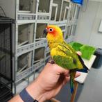 Handtamme zonparkieten, Dieren en Toebehoren, Vogels | Parkieten en Papegaaien