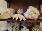 :Collectie schelpen te koop, Ophalen, Overige typen