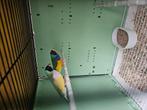 Couple gould amandine, Dieren en Toebehoren, Vogels | Overige Vogels, Mannelijk