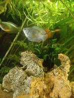 Dwerggourami koppel cobalt blue, Dieren en Toebehoren, Vissen | Aquariumvissen