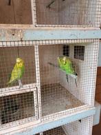 Koppel groene met gele vleugels parkieten, Dieren en Toebehoren, Vogels | Parkieten en Papegaaien, Meerdere dieren, Parkiet