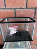 Kleine aquarium, Enlèvement