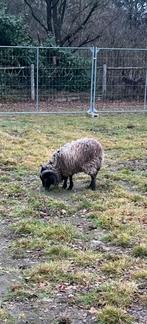 Ouessant schaap bok, Mouton