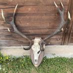 Tete de cerf, Verzamelen, Dierenverzamelingen, Ophalen, Zo goed als nieuw, Hert, Schedel