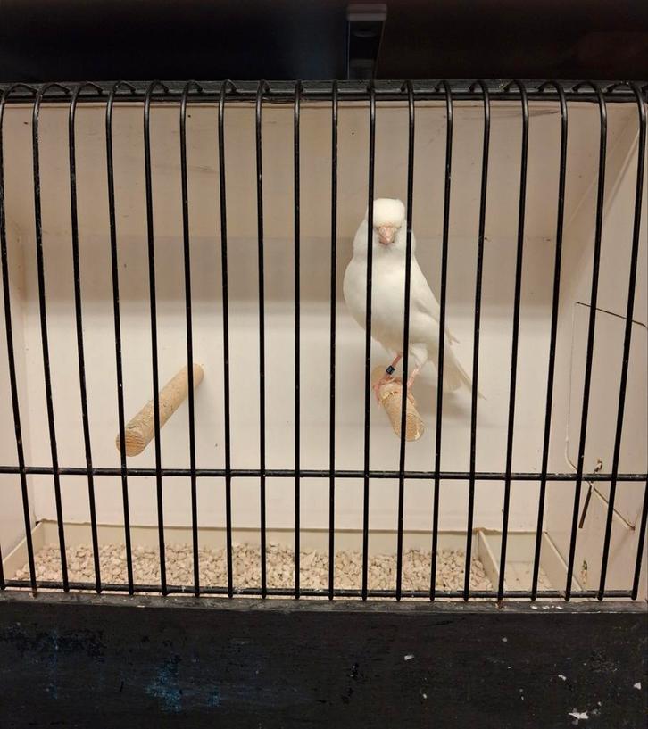 Canaris blancs et fendus à vendre, Animaux & Accessoires, Oiseaux | Canaris, Canari de couleur, Plusieurs animaux