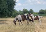 Mooi bont merrieveulen, Dieren en Toebehoren, Paarden, Merrie, Springpaard, Gechipt, Niet van toepassing