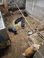 A vendre  lapins, Animaux & Accessoires