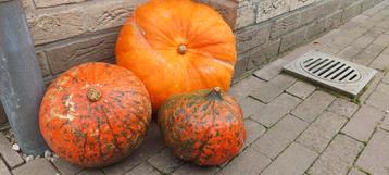 Allerlei pompoenen  beschikbaar voor biedingen