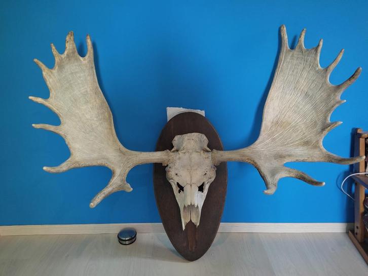 Gewei / schedel eland, Verzamelen, Dierenverzamelingen, Gebruikt, Gewei of Kop, Overige soorten, Ophalen