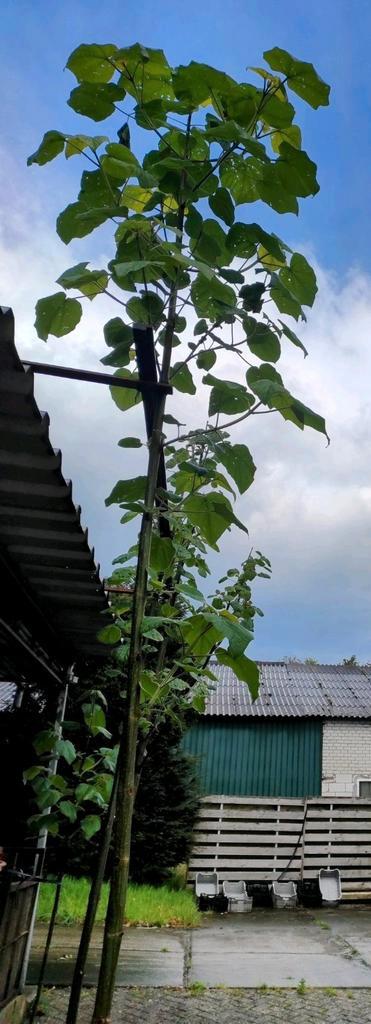 Paulownia Kiri, Tuin en Terras, Planten | Bomen, Ophalen of Verzenden