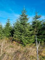 sapins Nordmann, Tuin en Terras, Planten | Bomen, Ophalen of Verzenden