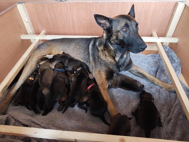 Mechelse herder pups met stamboom, Dieren en Toebehoren, Honden | Herdershonden en Veedrijvers, Meerdere dieren, Herder, Fokker | Hobbymatig