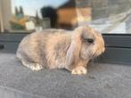 Minilop konijntje, Dieren en Toebehoren, Konijnen