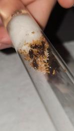 Colonie de fourmis Lasius flavus 7q, Animaux & Accessoires, Insectes & Araignées
