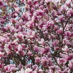Magnolia soulangeana, Enlèvement, Mi-ombre