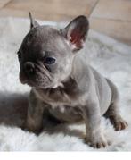 Heel mooie en lieve blue tan Franse Bulldog teefje, Dieren en Toebehoren, België, CDV (hondenziekte), 8 tot 15 weken, Teef