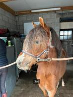 3 jarige Welsh merrie te koop, Dieren en Toebehoren, Merrie, Zadelmak, Gechipt, 3 tot 6 jaar