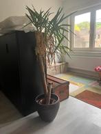Plant gratis, Tuin en Terras, Planten | Tuinplanten, Ophalen