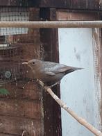 merel, poppen, Dieren en Toebehoren, Vogels | Overige Vogels, Vrouwelijk, Wildzangvogel, Tam