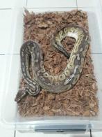 Ball Python vrouw Pewter, Dieren en Toebehoren, Slang, Tam, 7 tot 10 jaar