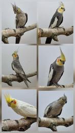 Valkparkieten overjarigen en Ek 2024, Dieren en Toebehoren, Meerdere dieren, Parkiet, Geringd