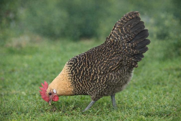 Citroenbrakel kippen jonge hennen beschikbaar, Dieren en Toebehoren, Pluimvee, Kip, Vrouwelijk