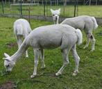 Witte alpaca merries